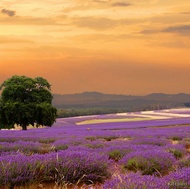 Lavender Fields at Sunset on the French Countryside